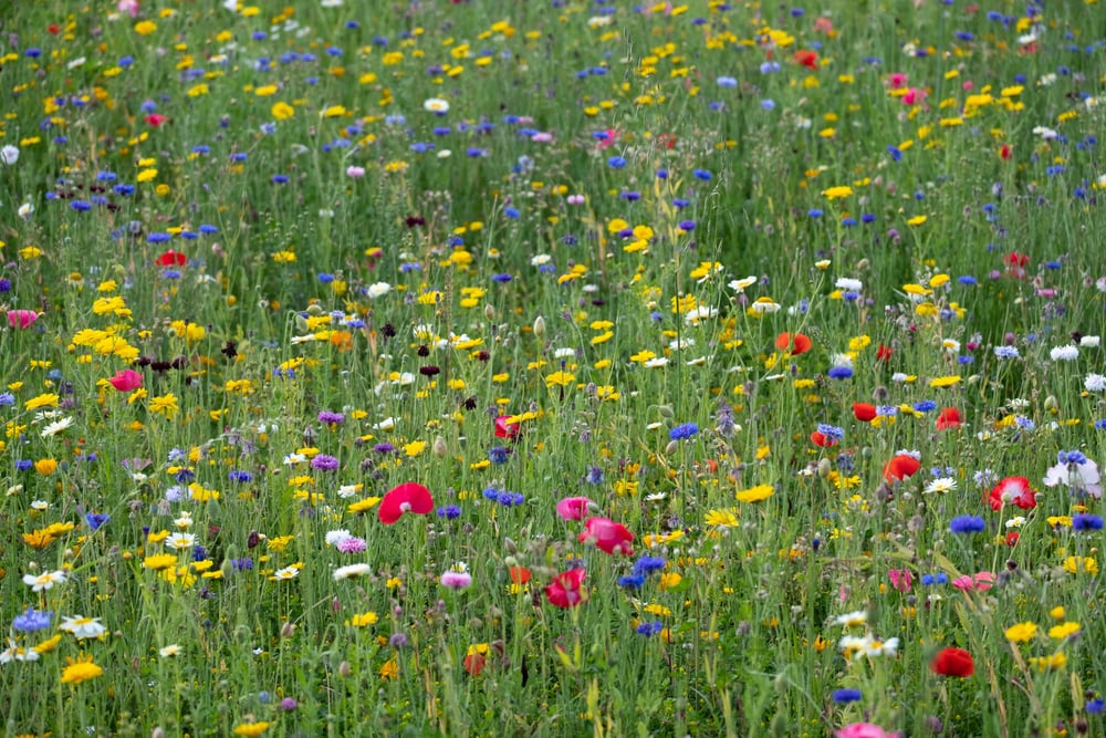 flowers in a field
